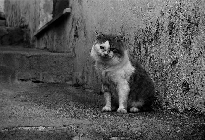 Katt i trappa - foto av Eva Bucksch